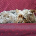 DSCF0265