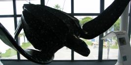 vacances a la grande motte