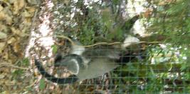 cerza 31 juillet 2009