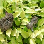 Photo0099