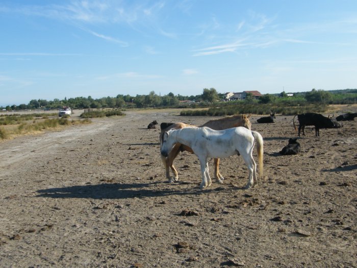 DSCF4219