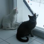DSCF7025