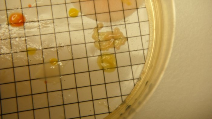 DSCF4011