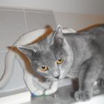 DSCF6850