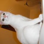 DSCF6862