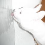 DSCF6864