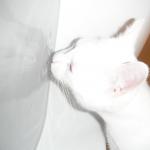 DSCF6865