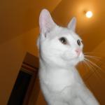 DSCF6867