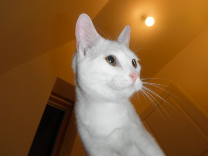 DSCF6867