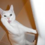 DSCF6886
