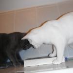DSCF6916