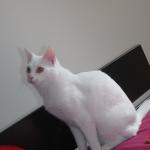 DSCF7619