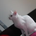 DSCF7620