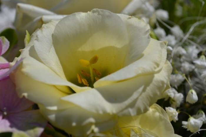 DSC_0561_555