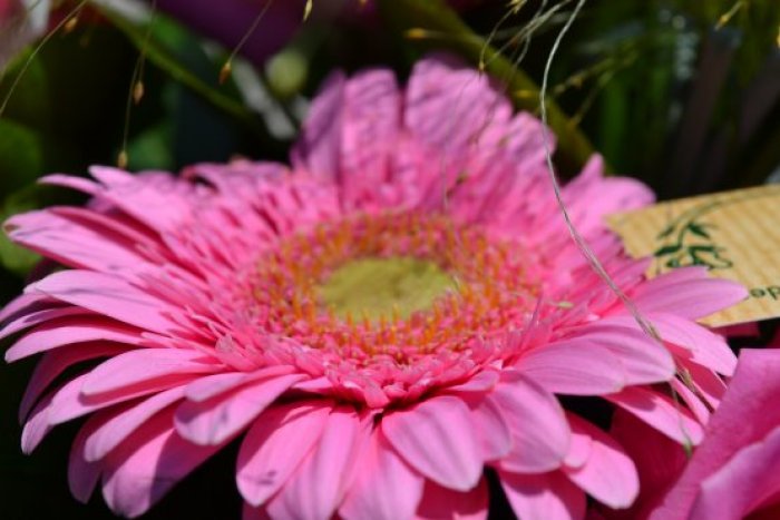 DSC_0580_555