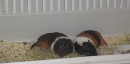 Chez les parents d'Anaïs