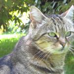 correction, noisette 002