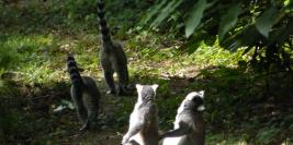 cerza 31 juillet 2009