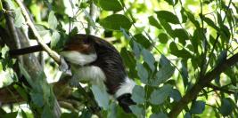 cerza 31 juillet 2009