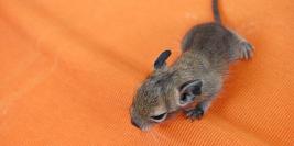 le samedi 1er mai 2010