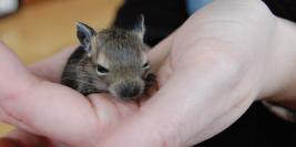 octodons nes le mardi 27 avril 2010