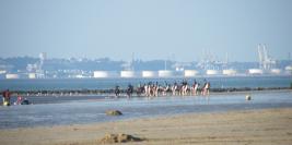 cheval deauville et maison