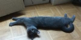 Appartement Montivilliers