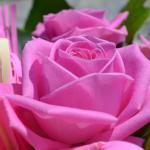 DSC_0571_85_w150_h150_cw150_ch150_thumb