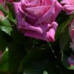 DSC_0572_w267_h133_cw267_ch133_thumb