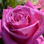 DSC_0575_85_w150_h150_cw150_ch150_thumb