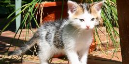 Chez les parents d'Anaïs